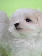 一箱比熊犬仔多少钱