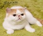加菲猫的价格是多少